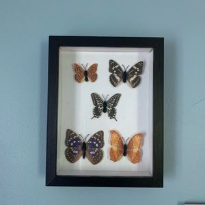 Framed Faux butterflies